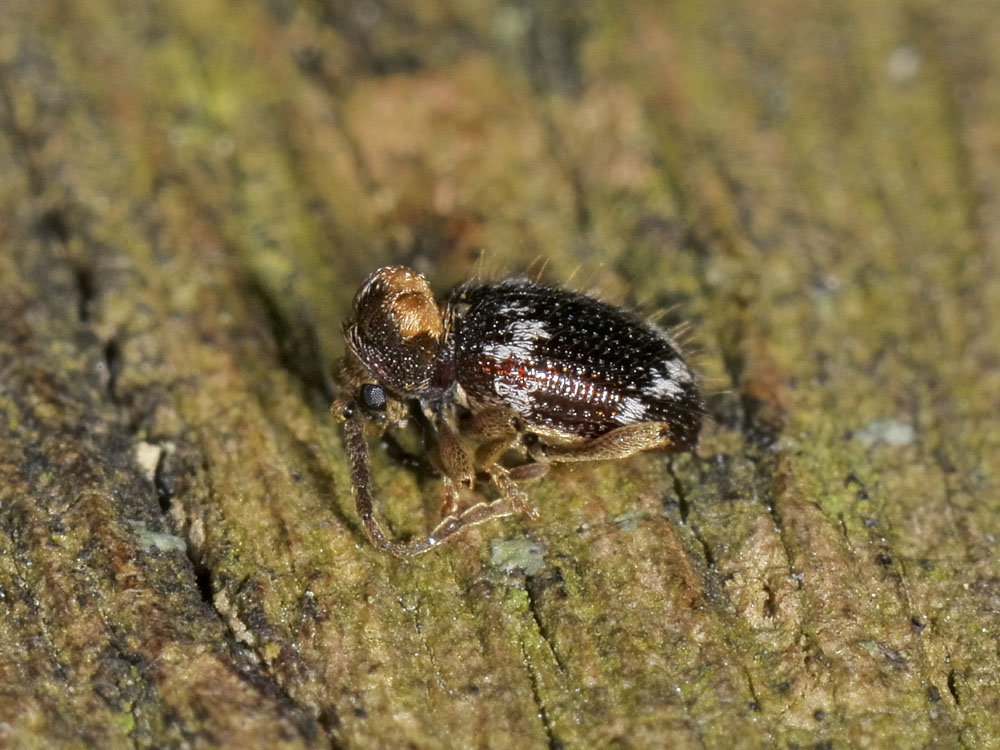 Anobiidae Ptininae?  S, Ptinus cfr. bidens